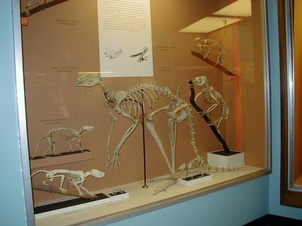 Marsupial skeletons<br>Location: <a href="https://www.google.com/maps/search/?api=1&query=38.89096,-77.02601" target="_new">Smithsonian National Museum of Natural History</a>